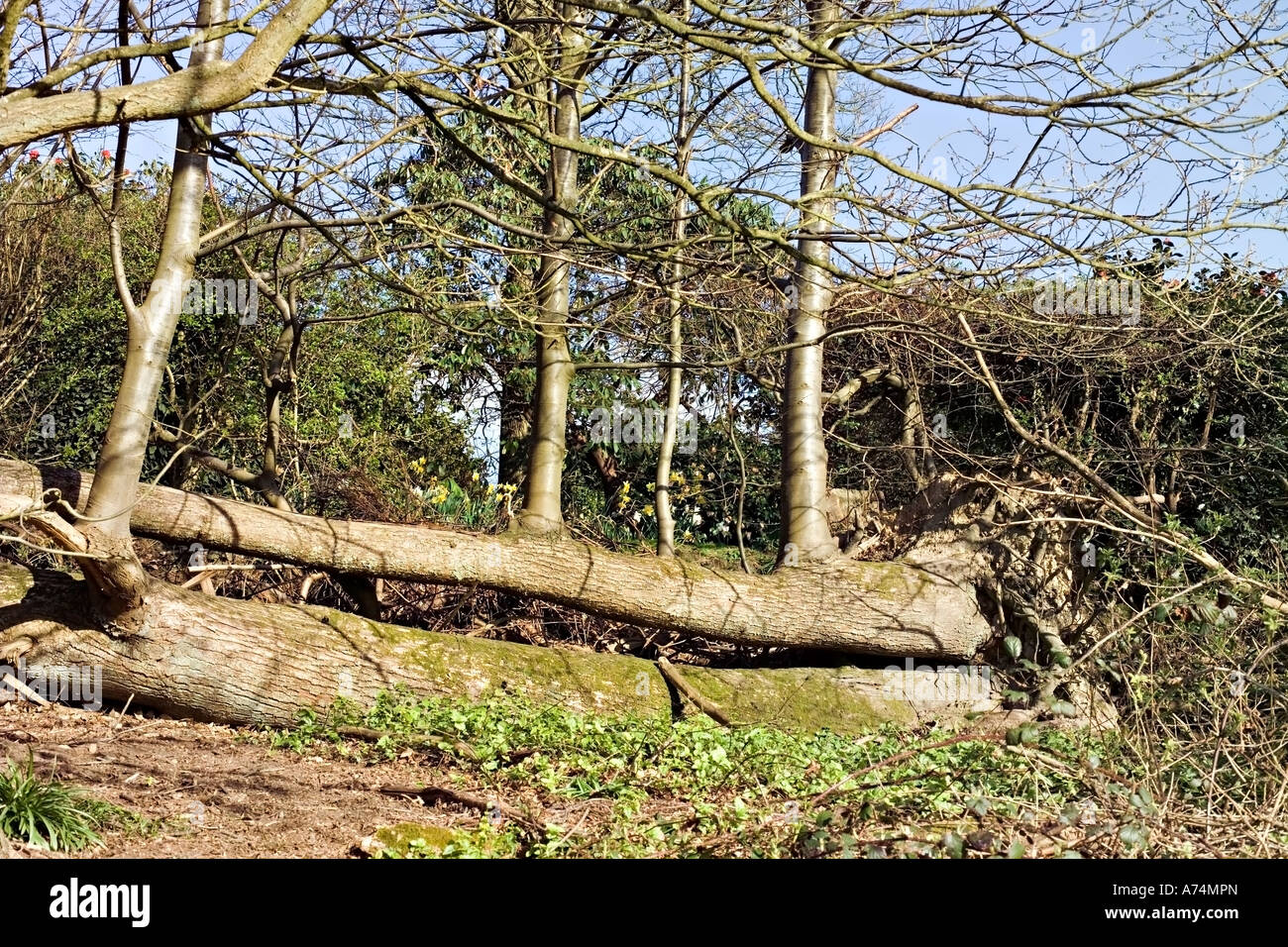 Baum nachwachsen auf Bäume gefällt im Sturm, der Süd-England im Jahr 1987 getroffen. Stockfoto