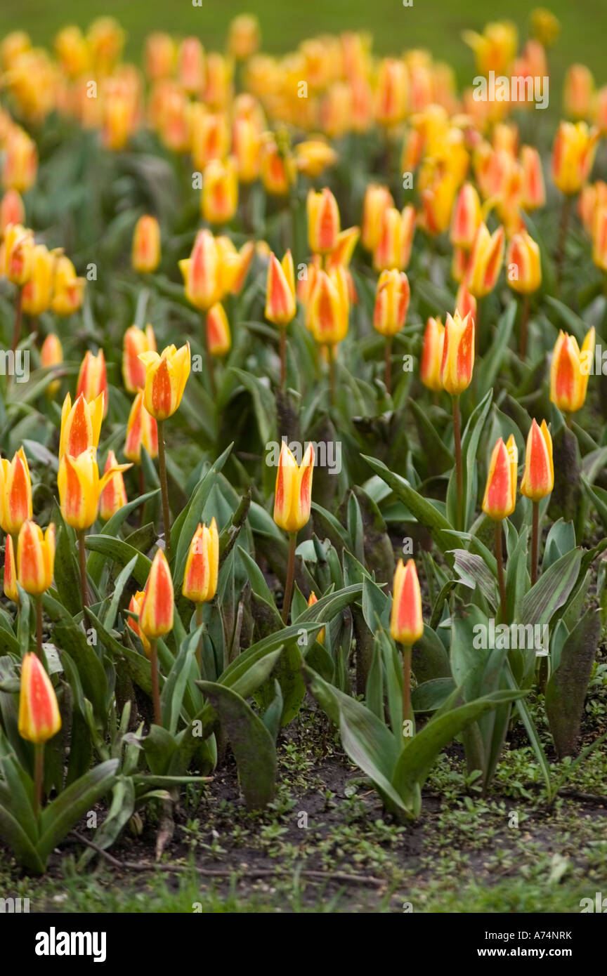 Gelb rot gestreiften Tulpen blühen in Amsterdam Artis Zoo, Holland Stockfoto