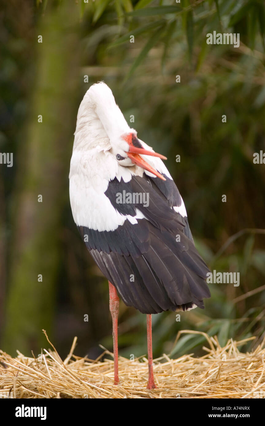 Weißstorch-Ciconia Ciconia stehend auf einem Nest Klappern Stockfoto