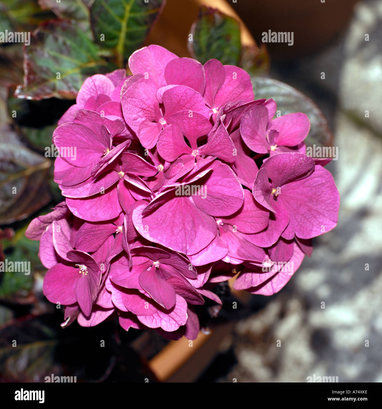 Rosa Hortensie Garten Blume Stockfoto