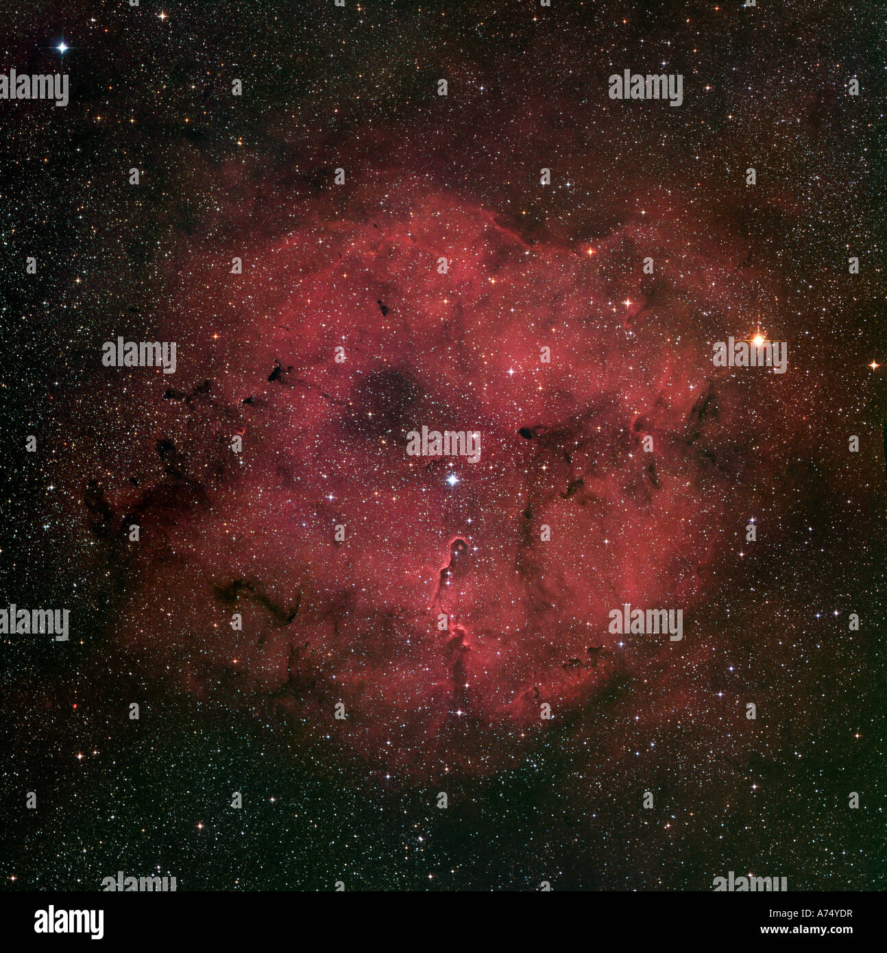 Das große IC 1396 Emissionsnebel Komplex. Stockfoto