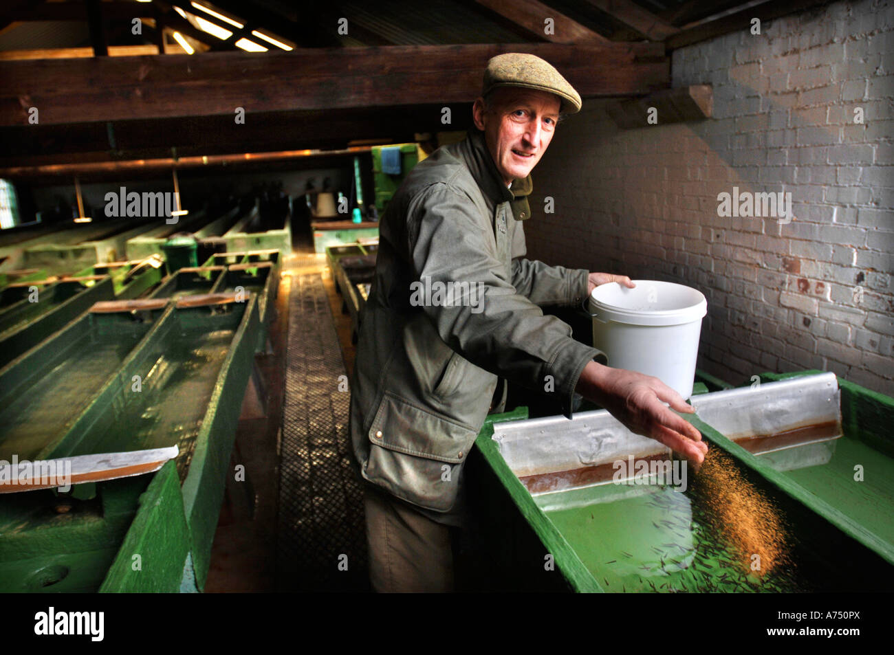 EIN FISCHZÜCHTER FÜTTERUNG FORELLE BRATEN UK Stockfoto