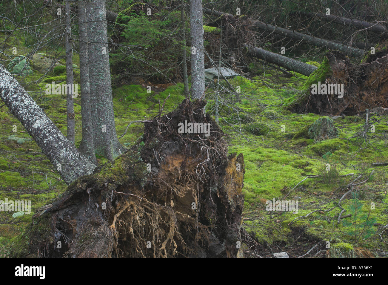 Ein umgestürzter Baum im Wald. Klippan, Västergötland, Schweden Stockfoto