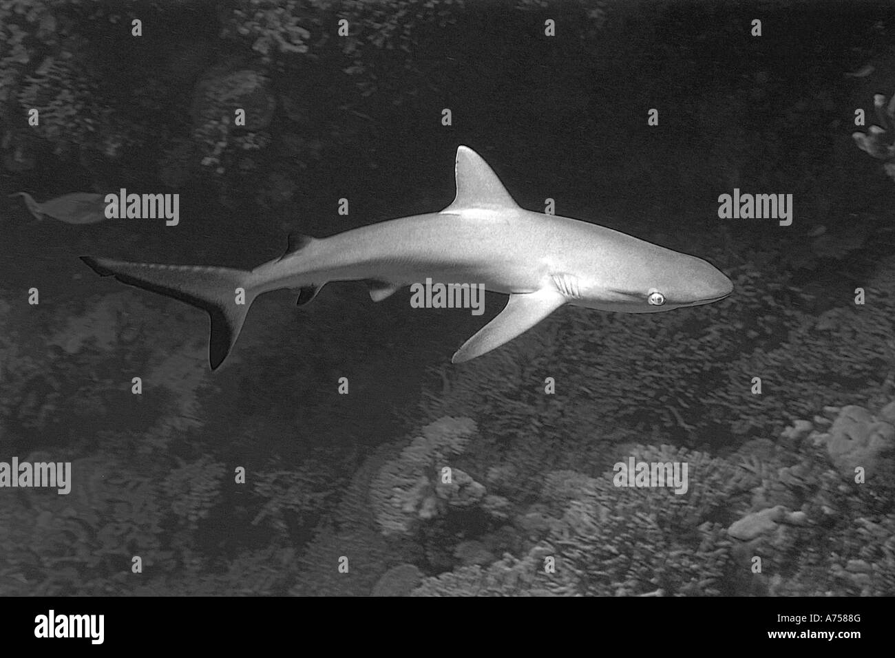 Grauen Riffhai Carcharhinus Amblyrhynchos Jaboan Rongelap Atoll Marshallinseln Mikronesien Stockfoto