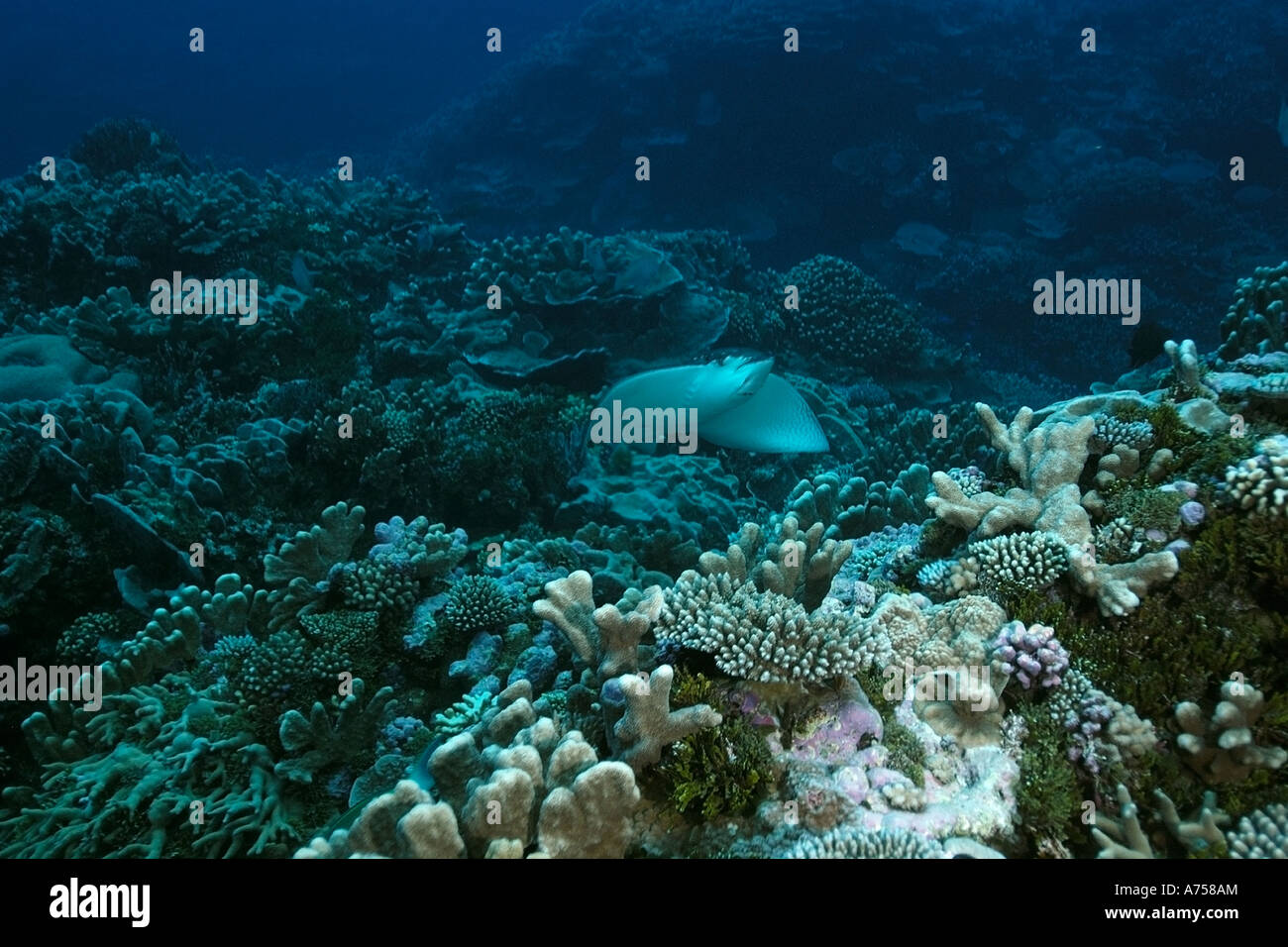 Spotted Eagle Ray Aetobatus Narinari Rongelap Marshallinseln Mikronesien Stockfoto