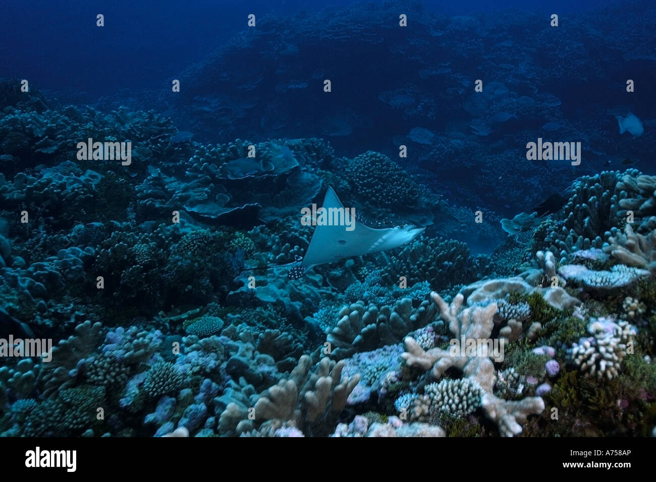 Spotted Eagle Ray Aetobatus Narinari Rongelap Atoll Marshallinseln Mikronesien Stockfoto
