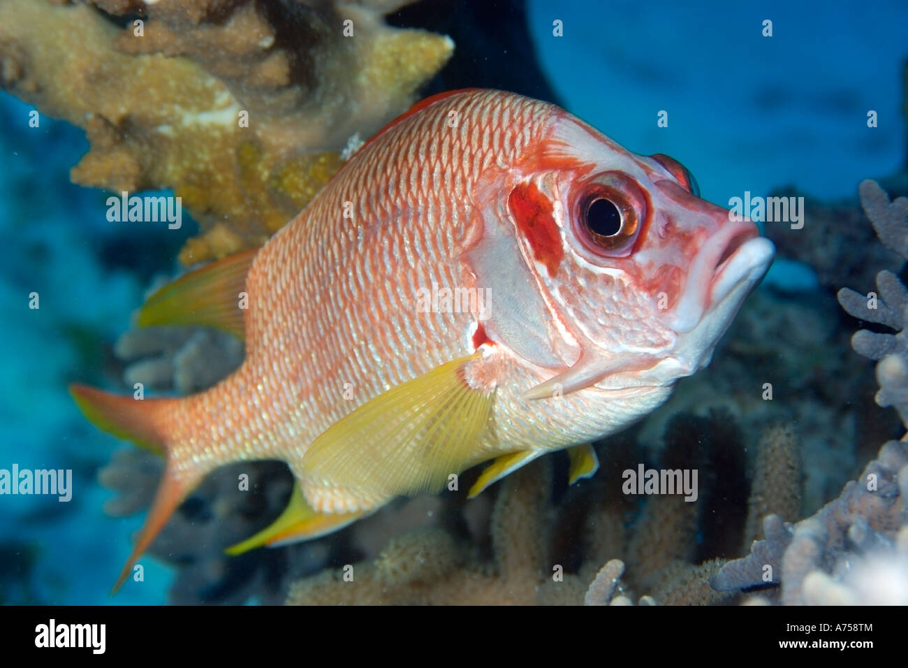 Sabre Squirrelfish Sargocentron Spiniferum Rongelap Marshallinseln Mikronesien Stockfoto