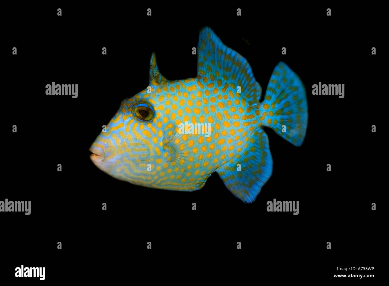 Juvenile blaue Drückerfische Pseudobalistes Fuscus Rongelap Marshallinseln Mikronesien Stockfoto