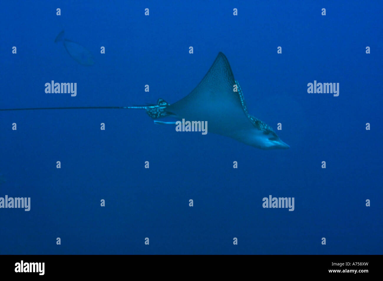 Spotted Eagle Ray Aetobatus Narinari Rongelap Atoll Marshallinseln Mikronesien Stockfoto