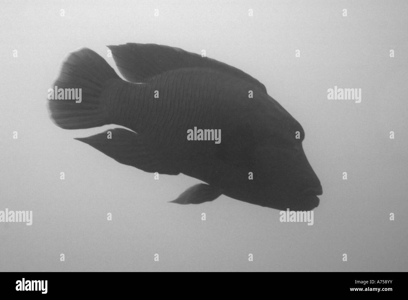 Napoleon-Lippfisch Cheilinus Undulatus Rongelap Atoll Marshallinseln Mikronesien Stockfoto