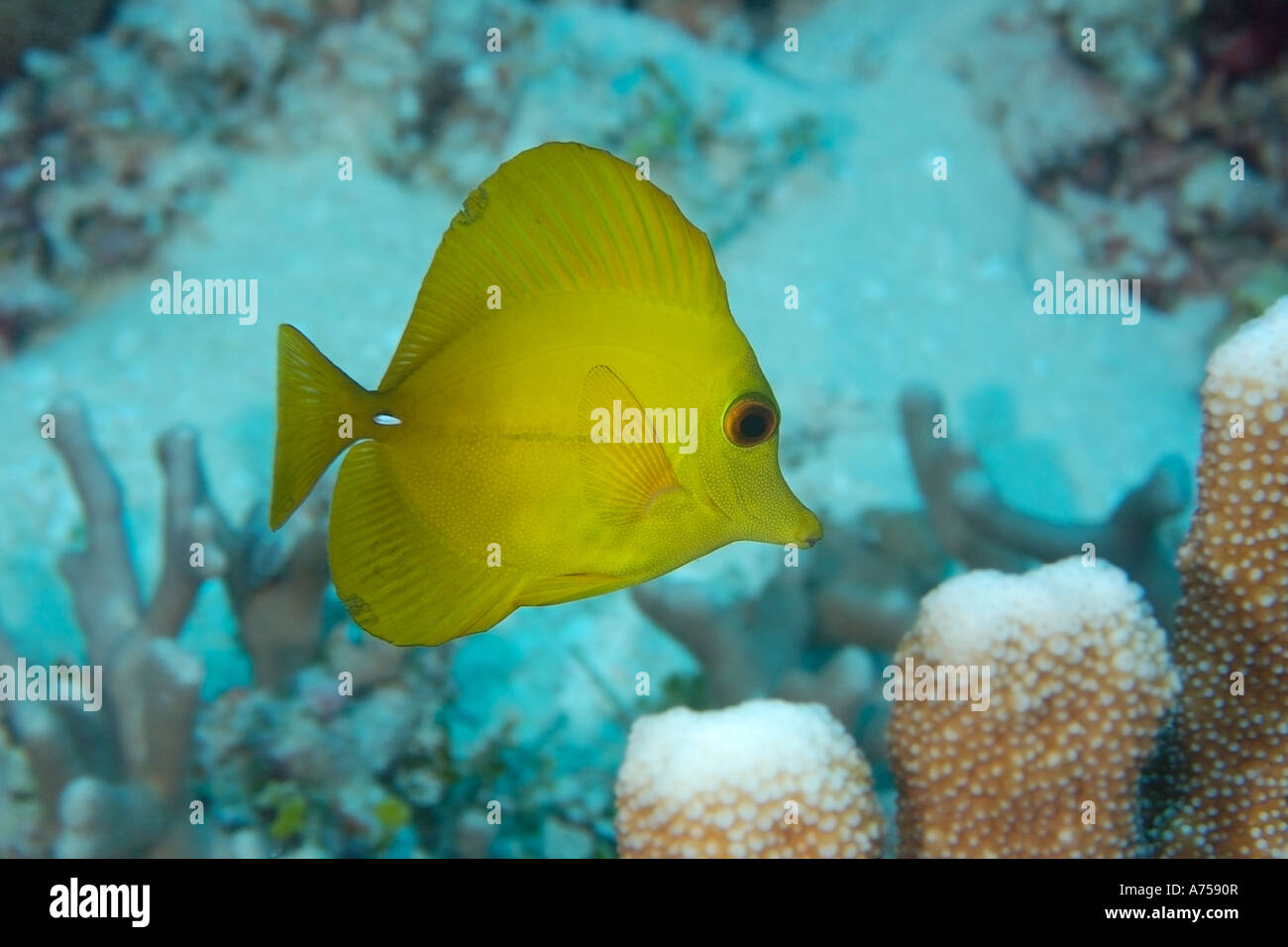 Gelbe Tang Zebrasoma Flavescens Rongelap Atoll Marshallinseln Mikronesien Stockfoto