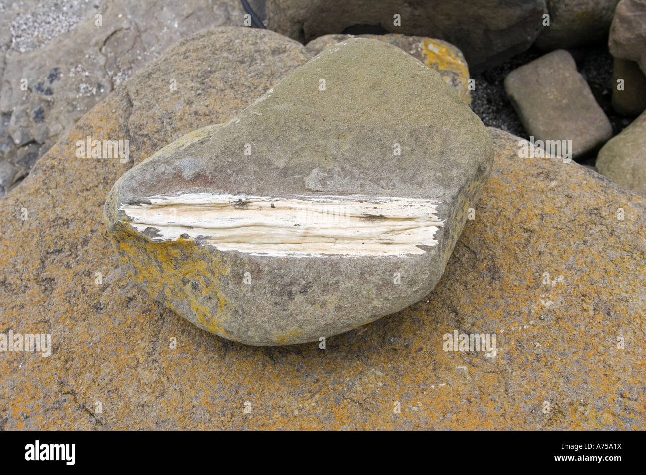 Versteinerten Baumstamm in exponierten Felsen am Strand von Curio Bay vor Ort der fossile Wald in den Catlins Küste Southland New Zealand Stockfoto