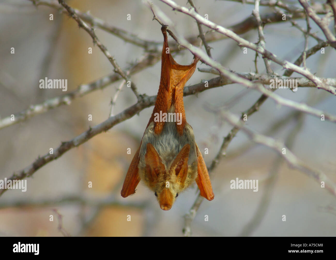 Gelbe geflügelten Fledermaus hängen von Baum im Selous Nature Reserve, Tansania. Stockfoto