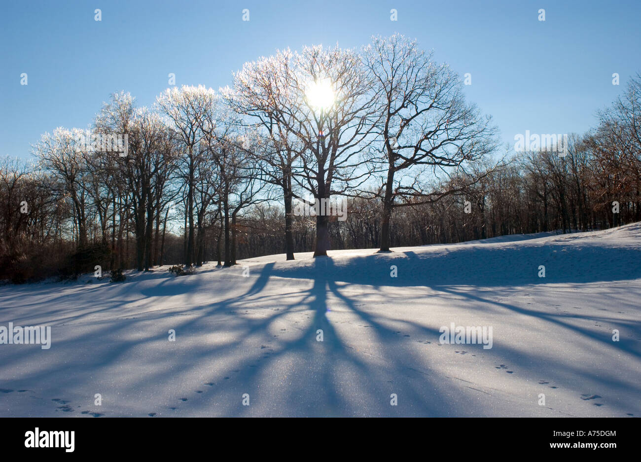 Eisige Winterbäume in Neu-England im Winter mit Schnee und Bäumen Stockfoto