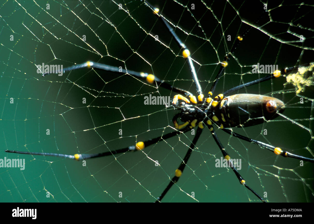 Golden Orb Spider Web Australien Stockfoto