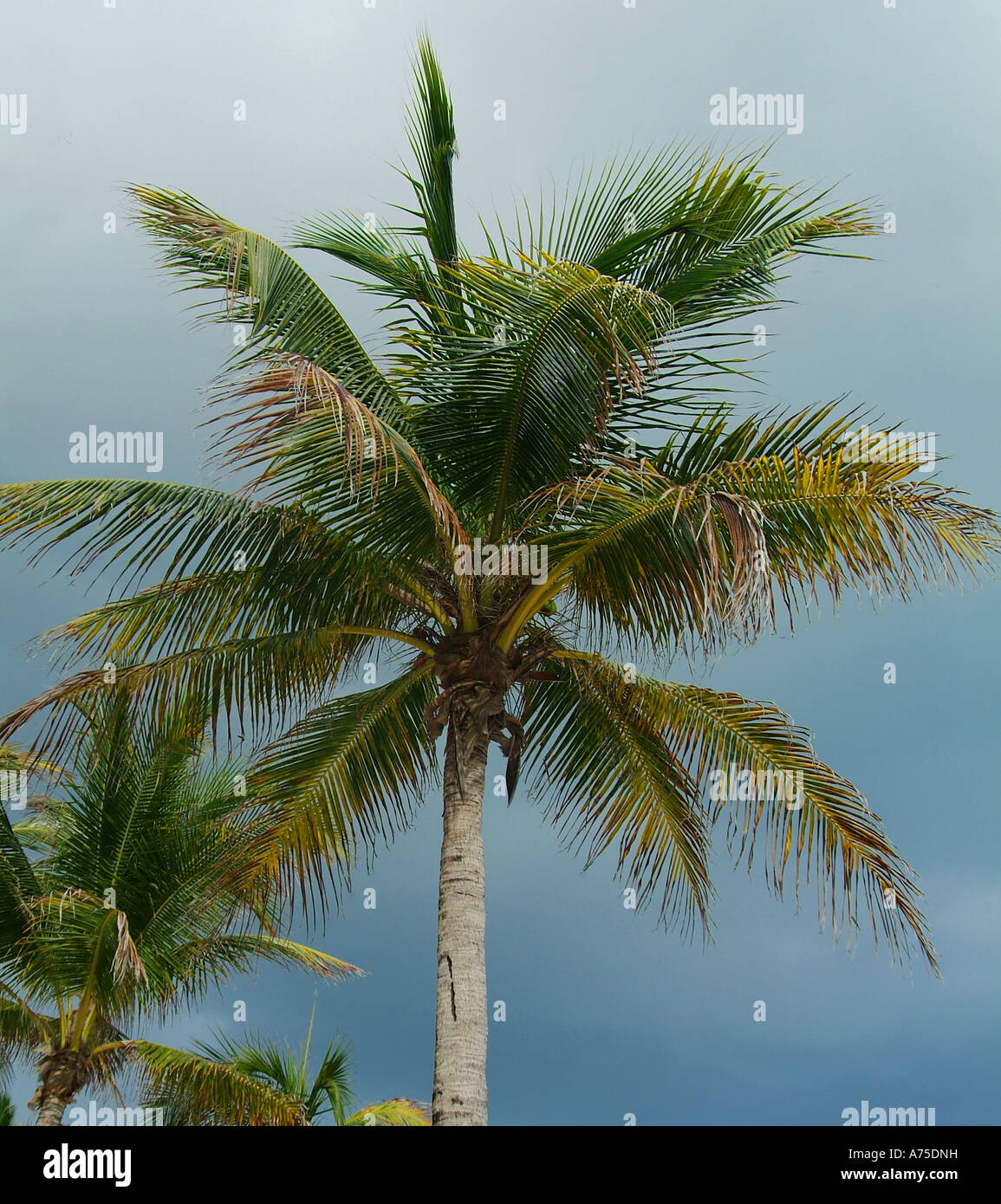 Einfache Palmen in Tropen mit stürmischen Himmel vor dem Sturm Stockfoto