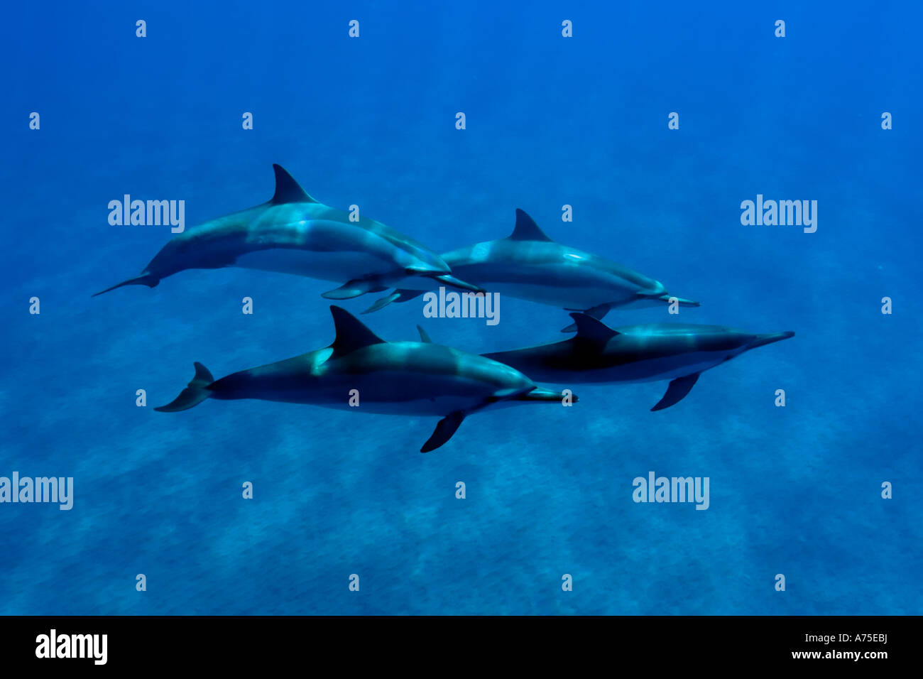 Spinner-Delfine Stenella Longirostris Big Island Hawaii USA Stockfoto