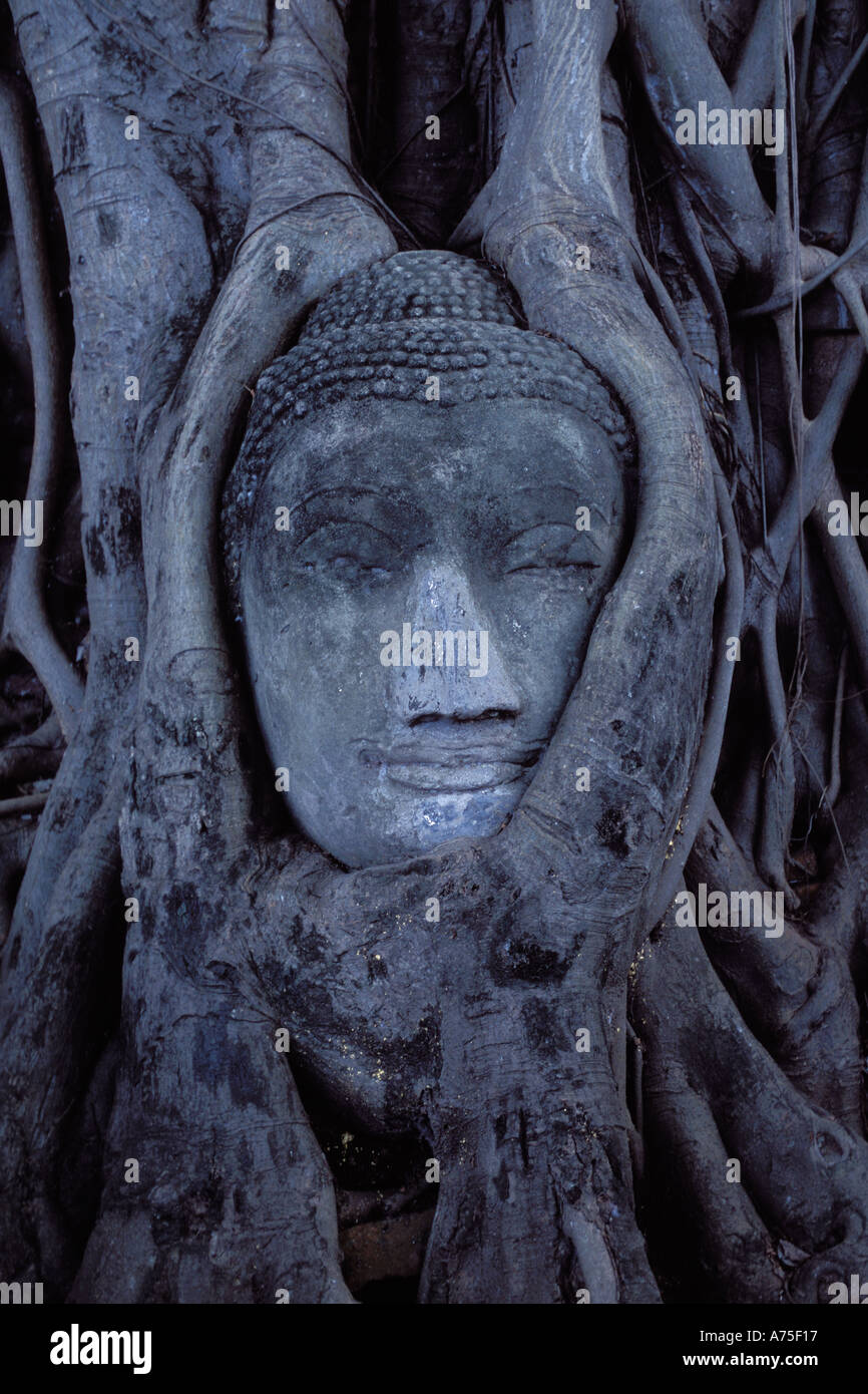 Der Sandstein Lord Buddha Kopf verschlungen in den Wurzeln von einem Bodhi-Baum im Wat Mahathat, Ayutthaya, Thailand, Asien Stockfoto