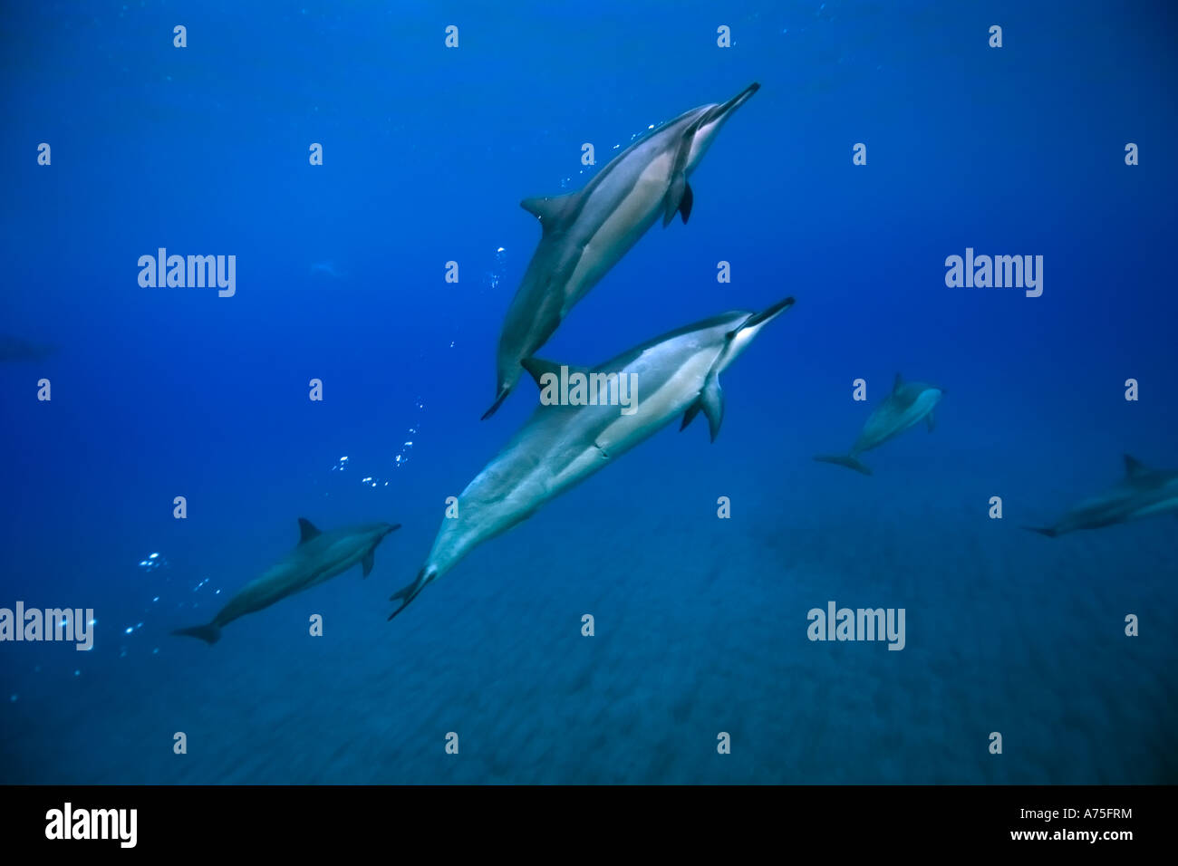 Spinner-Delfine Stenella Longirostris Big Island Hawaii USA Stockfoto