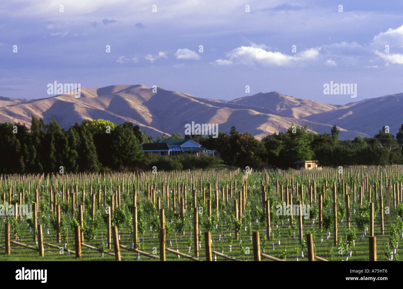 Weingut in Blenheim, Marlborough Südinsel Neuseeland Stockfoto