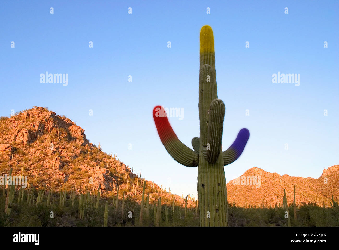 Saguaro-Kakteen mit bunten Tipps Stockfoto