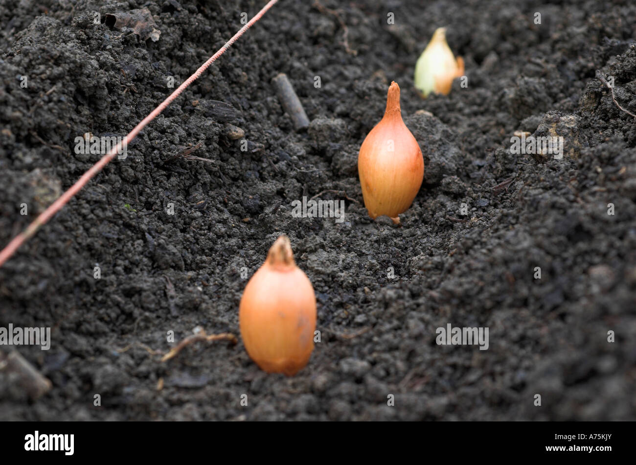 Planting onion sets Fotos und Bildmaterial in hoher Auflösung Alamy