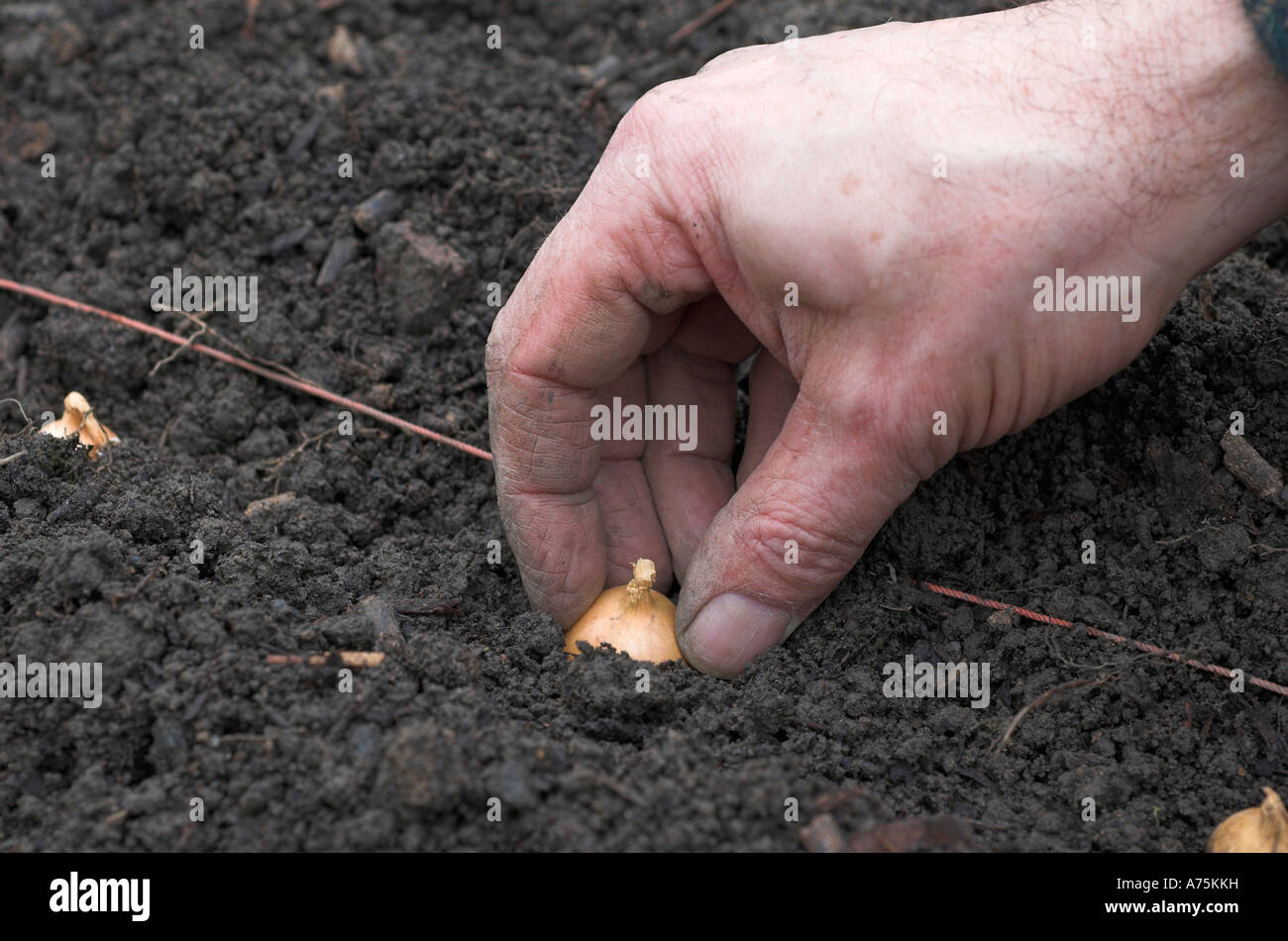 Planting onion sets Fotos und Bildmaterial in hoher Auflösung Alamy