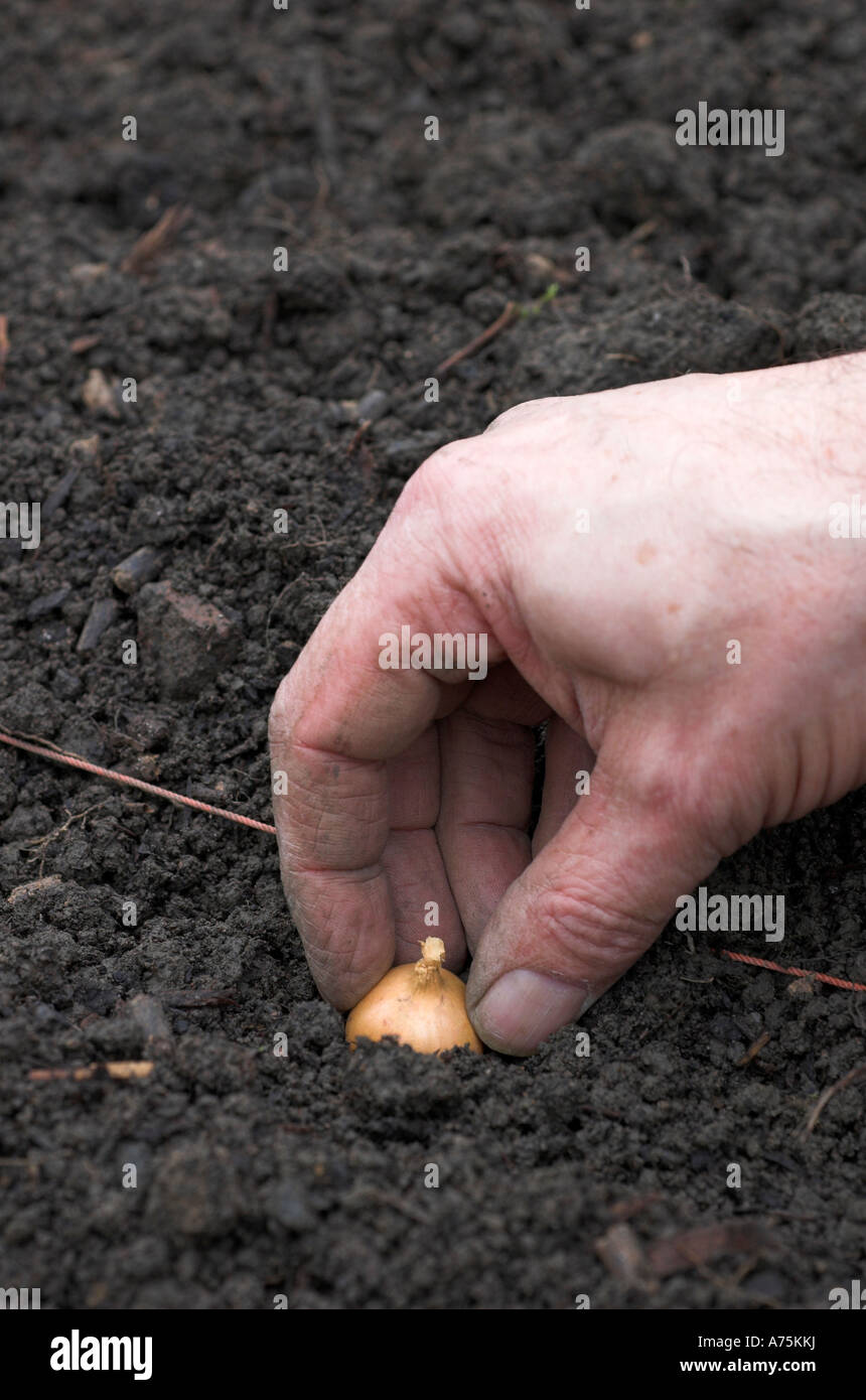 Ein Gärtner Pflanzen eine Reihe von Steckzwiebeln in einen Schrebergarten Stockfoto