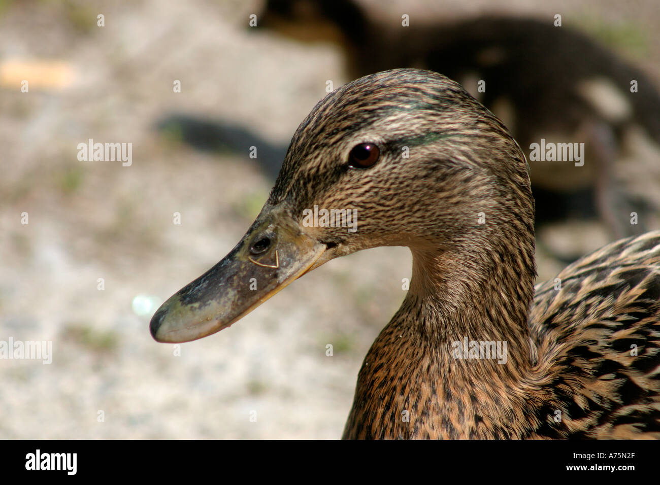 Stockente weiblich Kopf geschossen Stockfoto