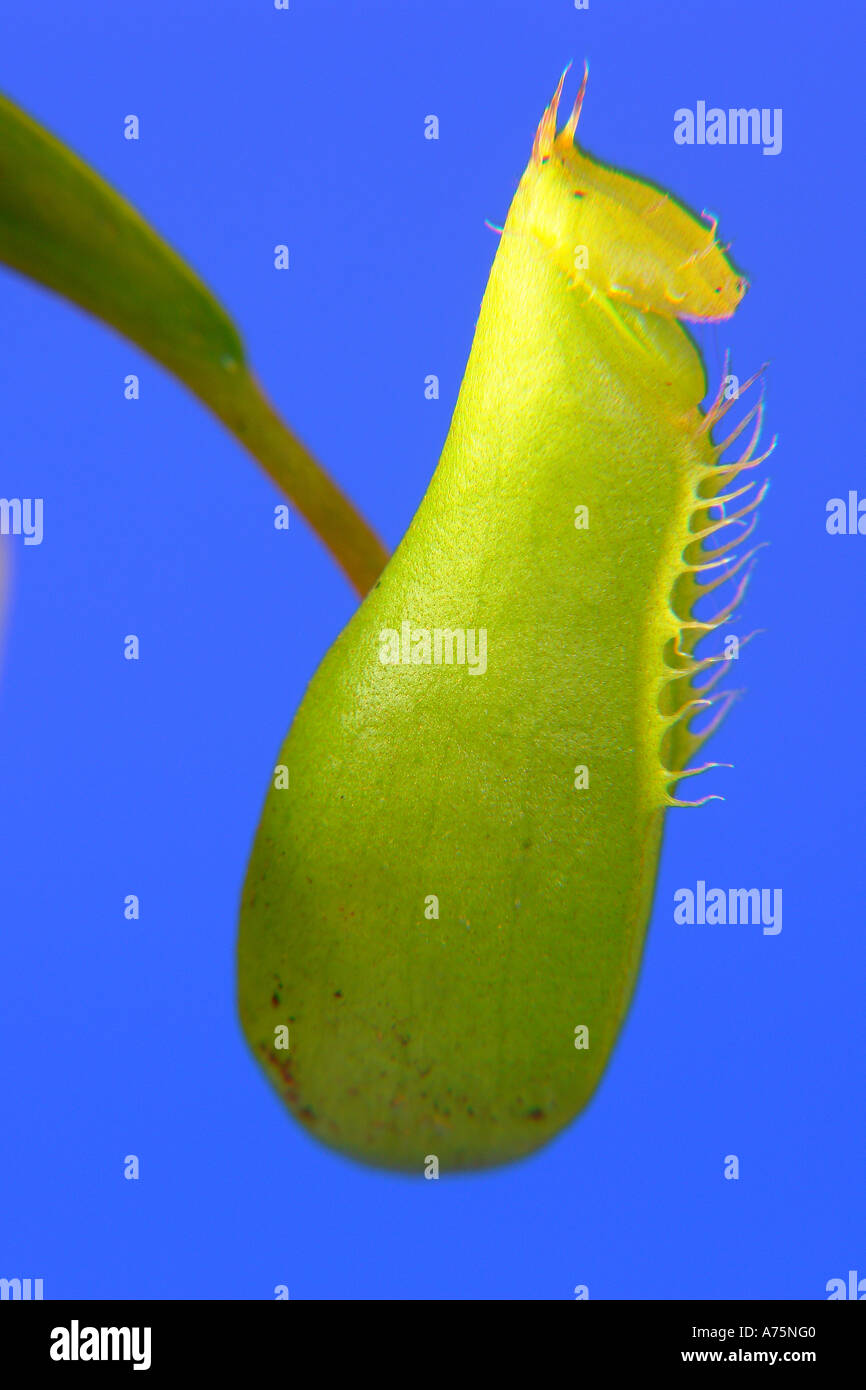 Teil des Blattes eine insektenfressende Pflanze Nepenthes Stockfoto