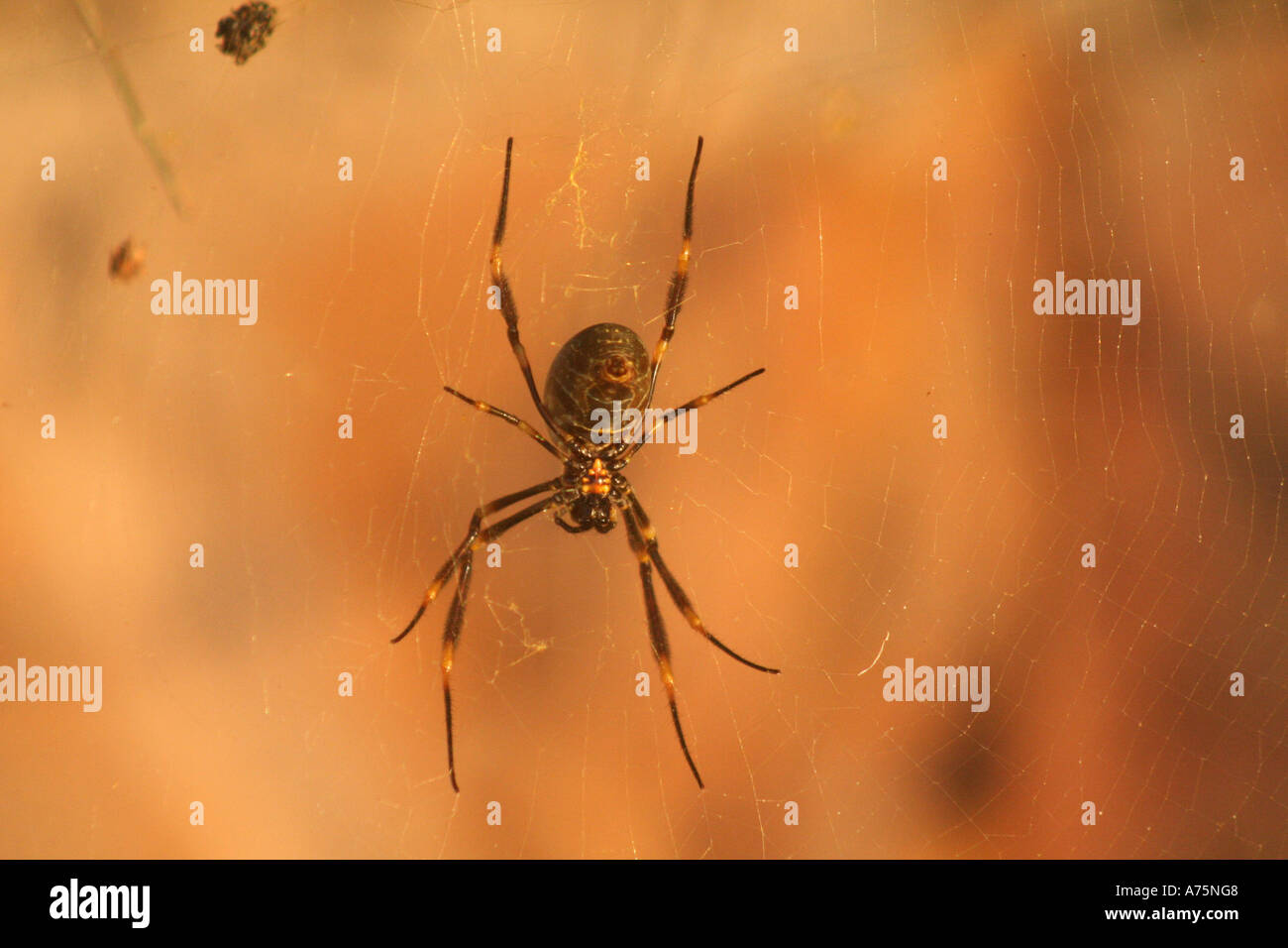 Australischer Garten Orb Weaver Spider (Eriophora Transmarina) Stockfoto