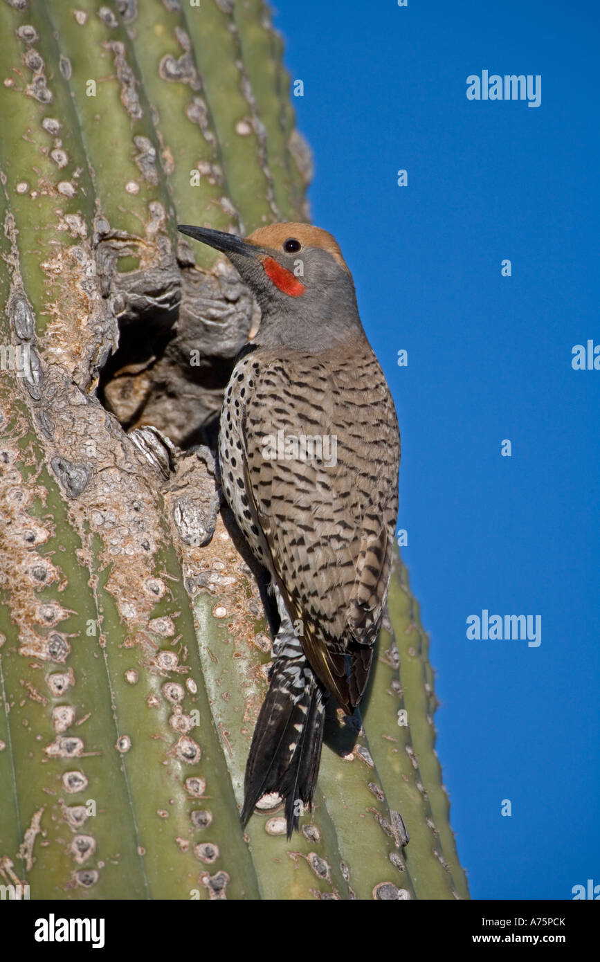 Vergoldete Flimmern Colaptes Chrysoides im Nest im Saguaro ...