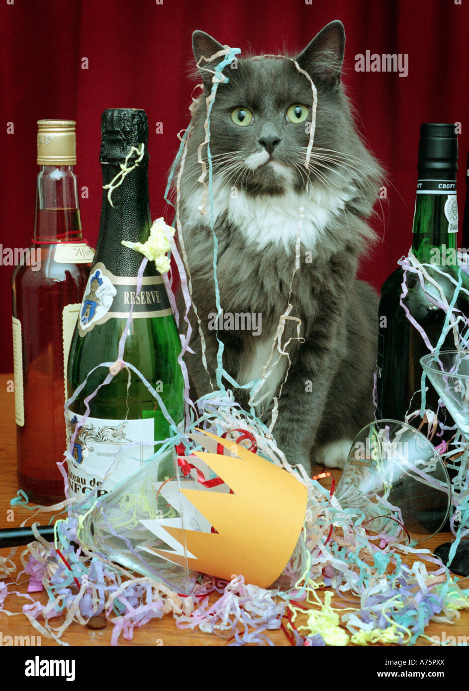 EINE KATZE ABGEBILDET MIT PARTY LUFTSCHLANGEN UND FLASCHEN WINE.UK Stockfoto