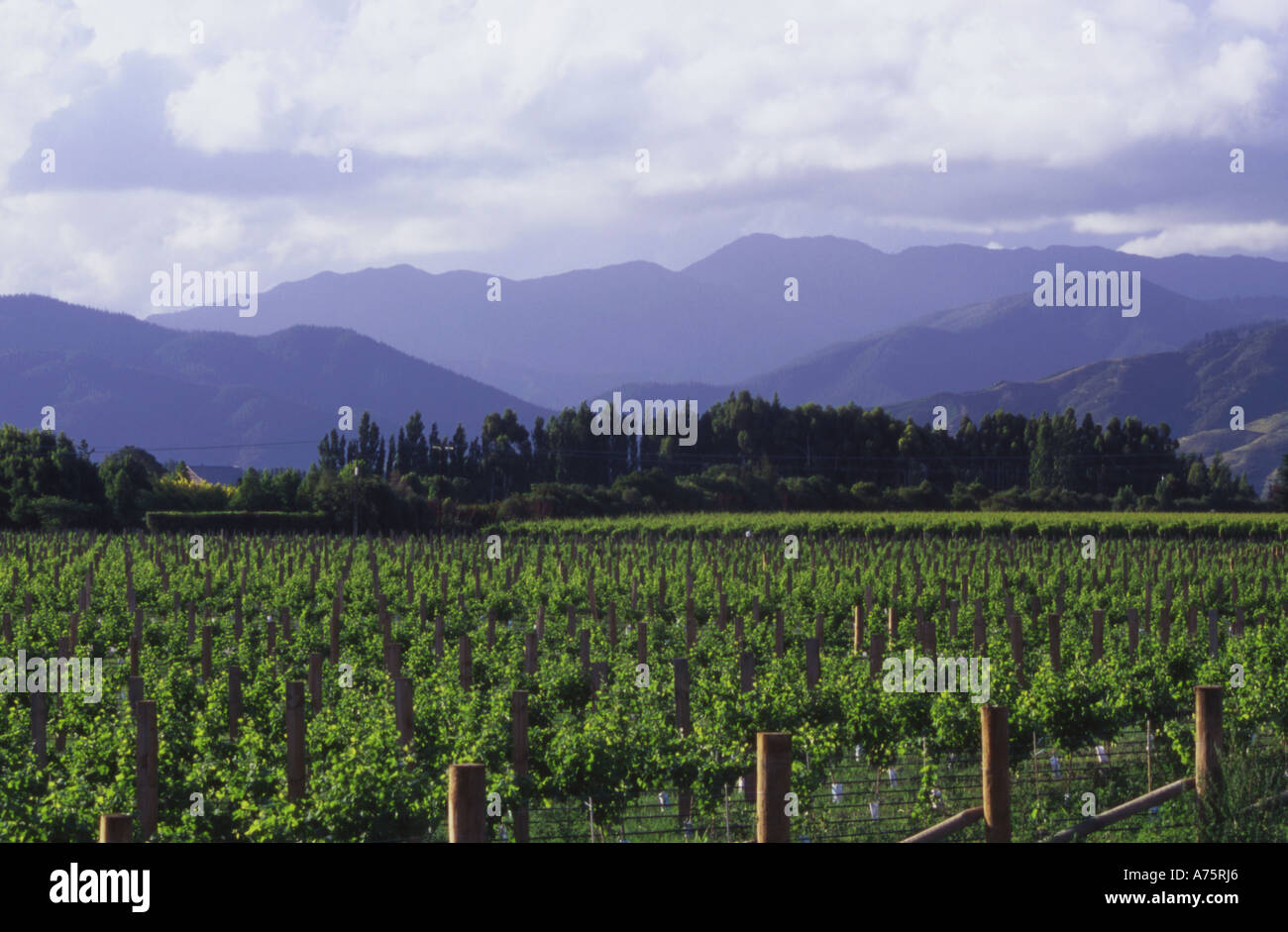 Weingut Weingut in Blenheim, Marlborough Südinsel Neuseeland Stockfoto
