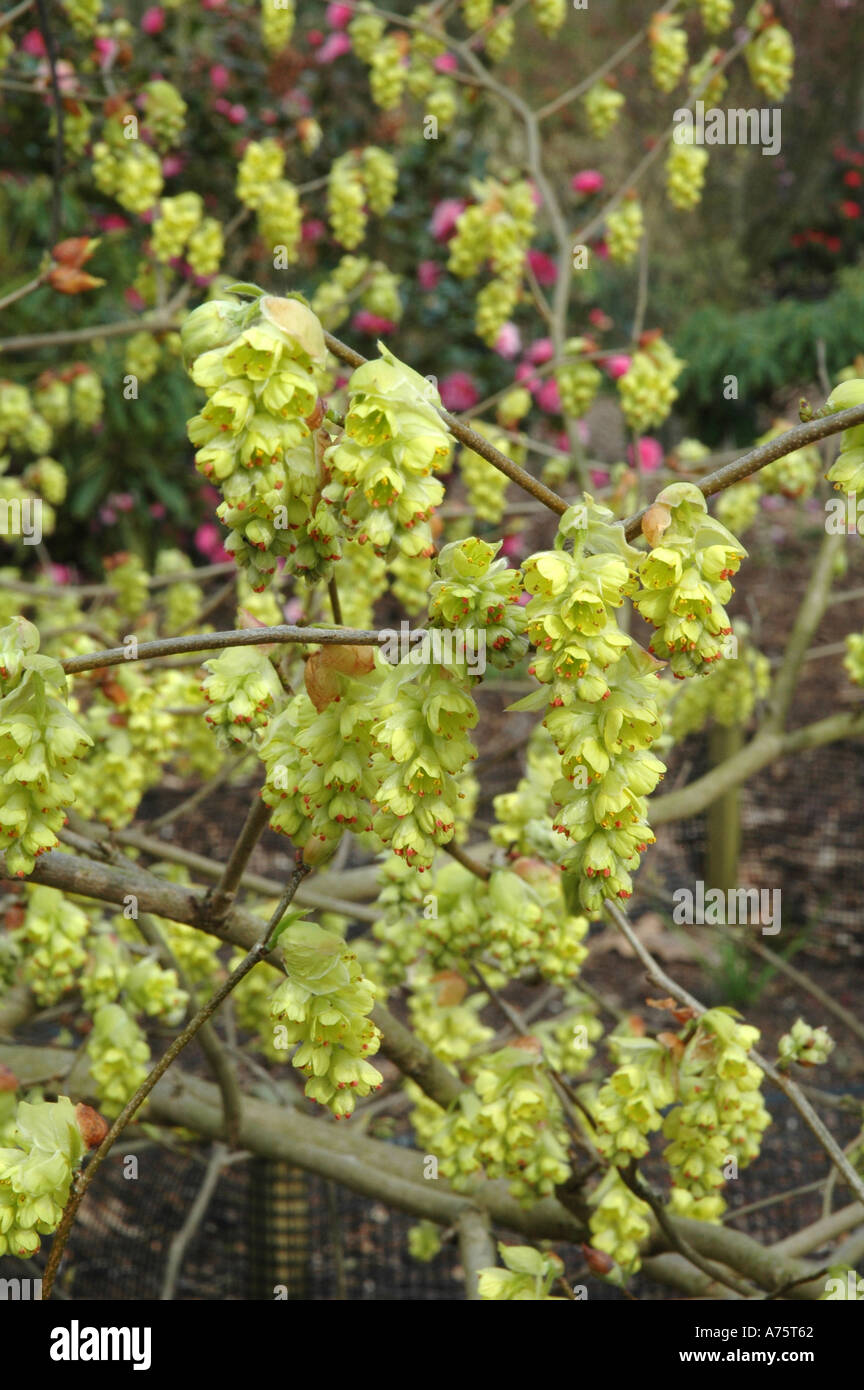 Corylopsis Sinensis Var Calvescens f Veitchiana Stockfoto