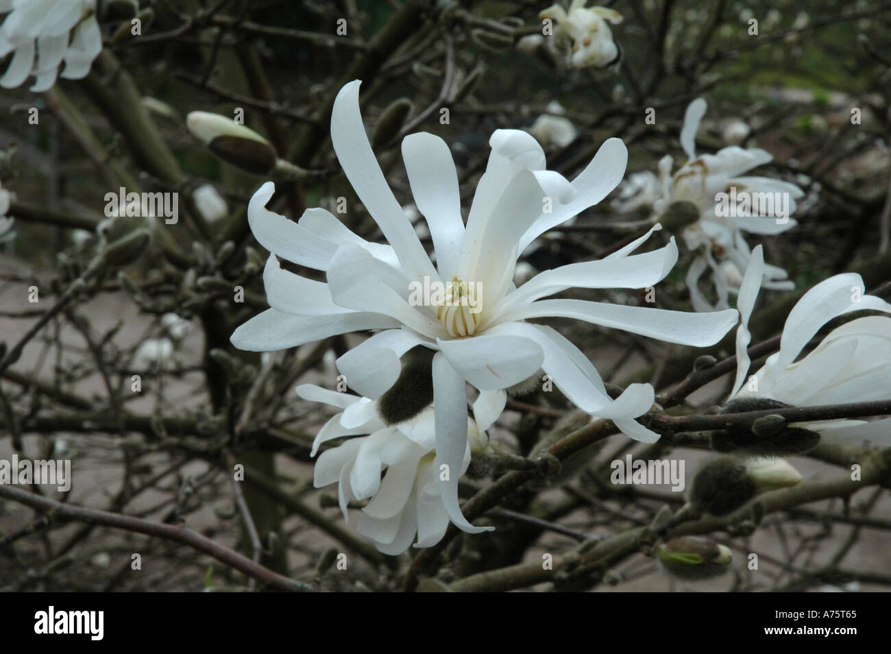 Magnolia Stellata Centennial der Stern-Magnolie Stockfoto