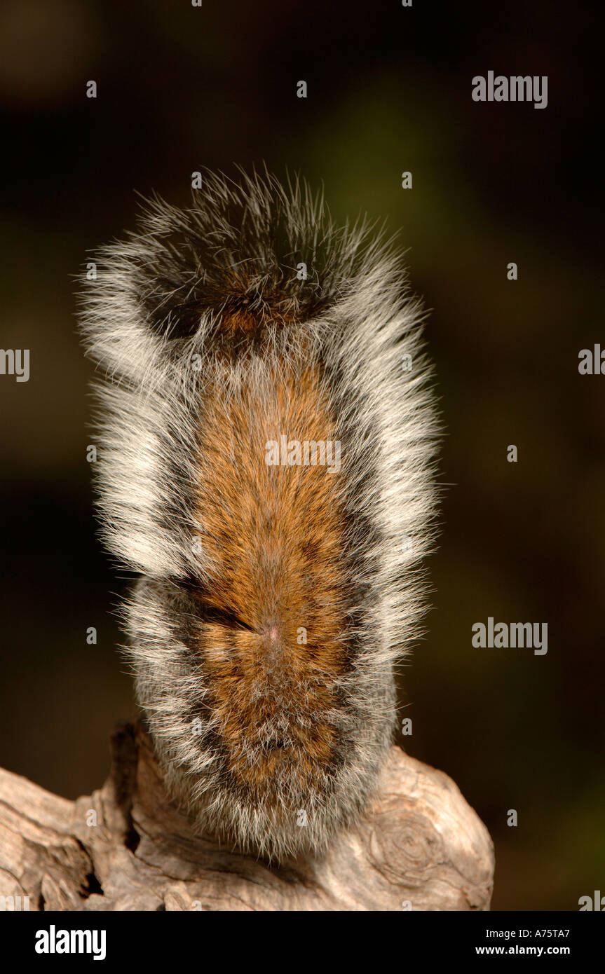 Grey Squirrel Tail Arizona USA Stockfoto