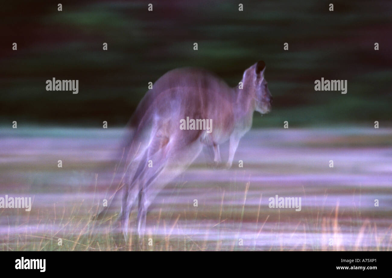 Östliche graue Känguru Macropus Giganteus hopping Wilsons Promontory Australien Stockfoto