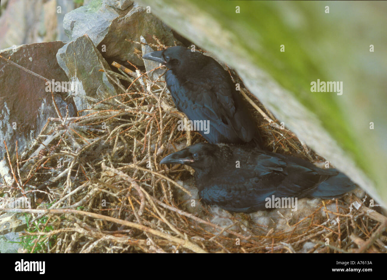 Blick hinunter auf Raven junge im Nest in Felswand Stockfoto