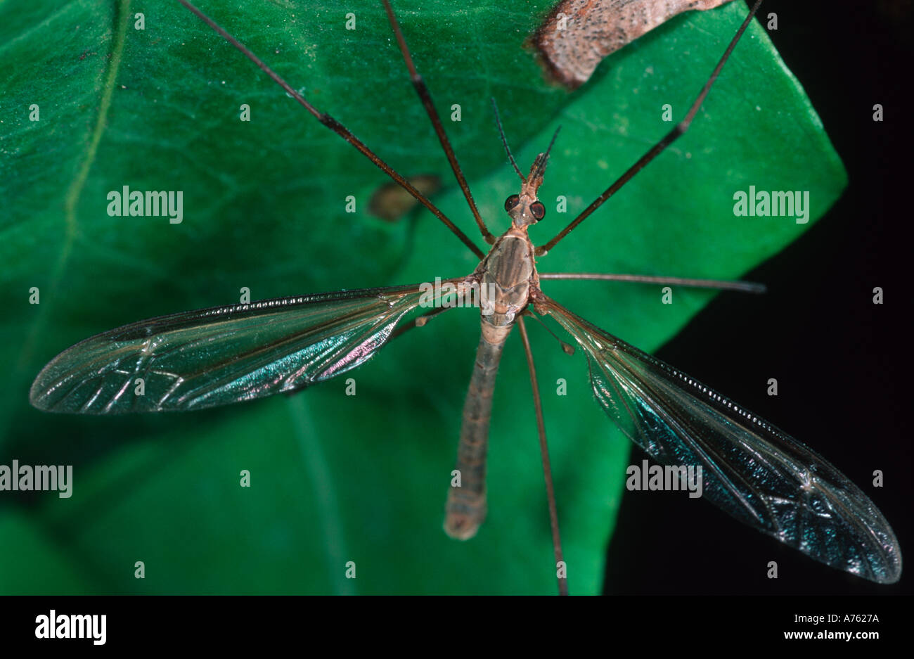 Cranefly Tipula Spp Diptera Tipulidae oft verwechselt mit einer sehr großen Mücke Stockfoto