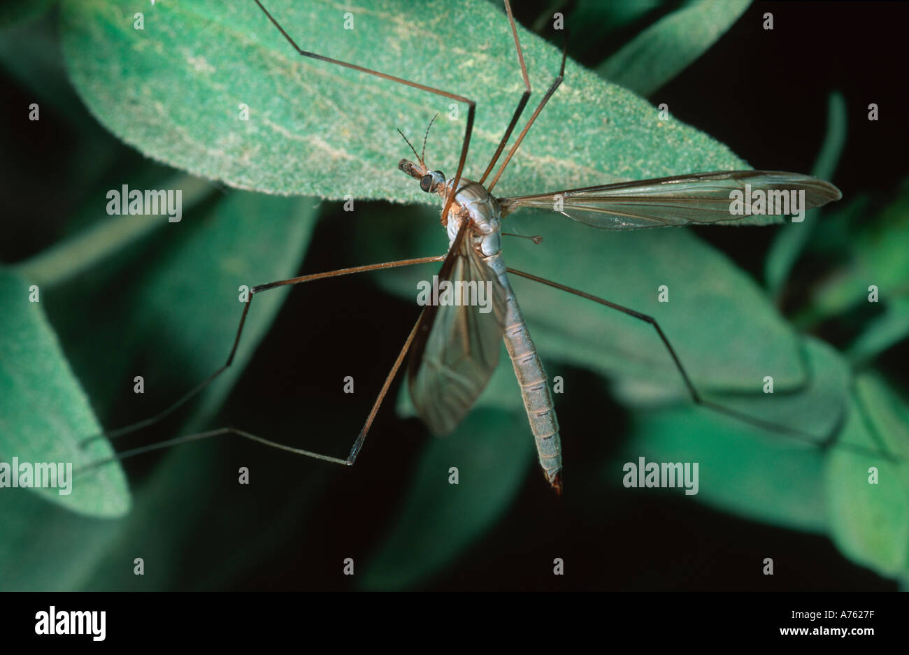 Cranefly Tipula Spp Diptera Tipulidae oft verwechselt mit einer sehr großen Mücke Stockfoto