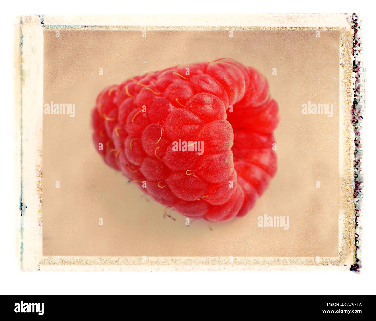 Rote Himbeere Stockfoto