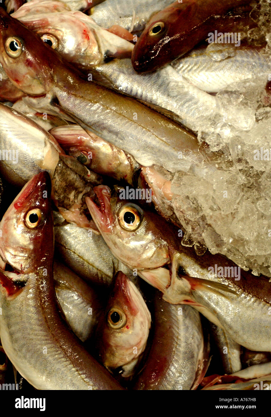 Frischen Fisch in Brixham Markt Stockfoto