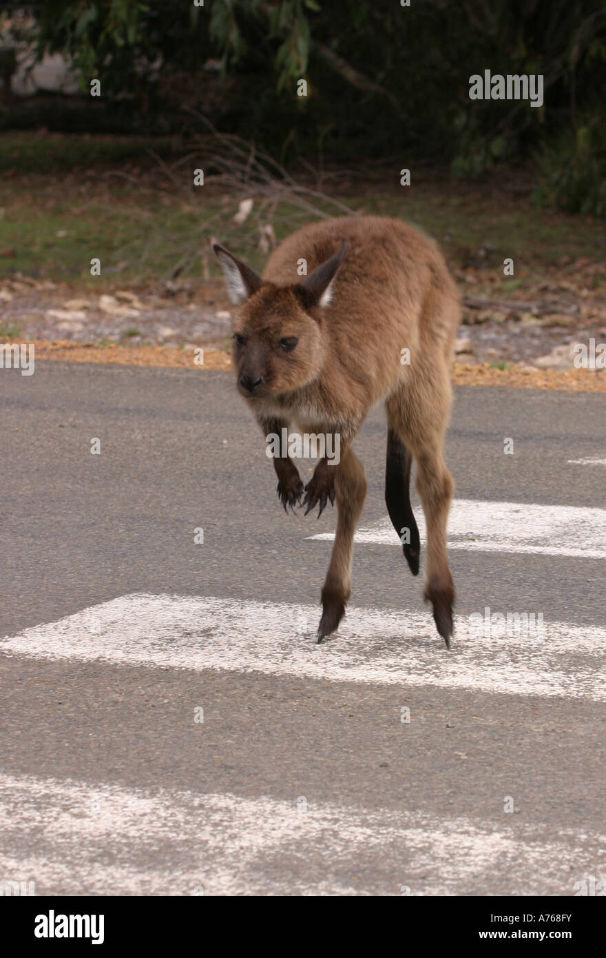 Westliche graue Känguru, Macropus Fuliginosus, einzelne Jugendliche mit Fußgängerzone Kreuzung überqueren Straße Stockfoto