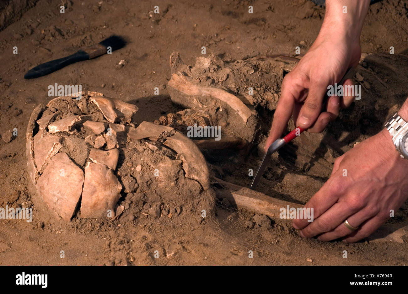 Menschliche Überreste wurden 12 März während einer archäologischen Ausgrabung an der RAF Mildenhall Offiziere Wohngebiet in Beck Reihe entdeckt. Stockfoto