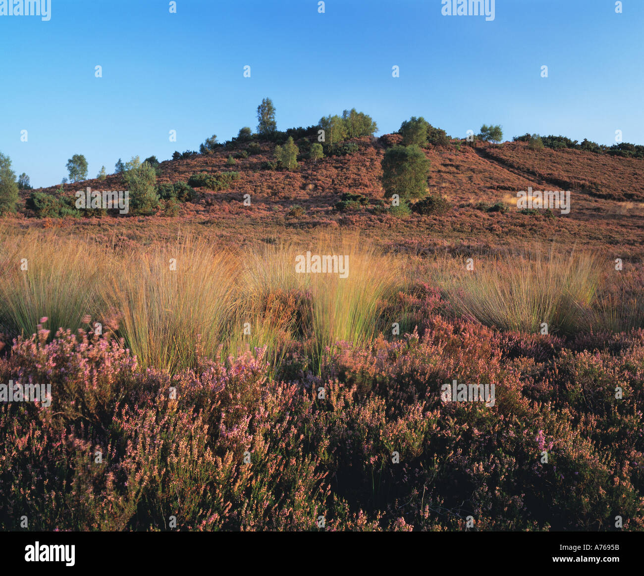 Thursley gemeinsame National Nature Reserve, Surrey Heide, Surrey, England UK, GB. Stockfoto