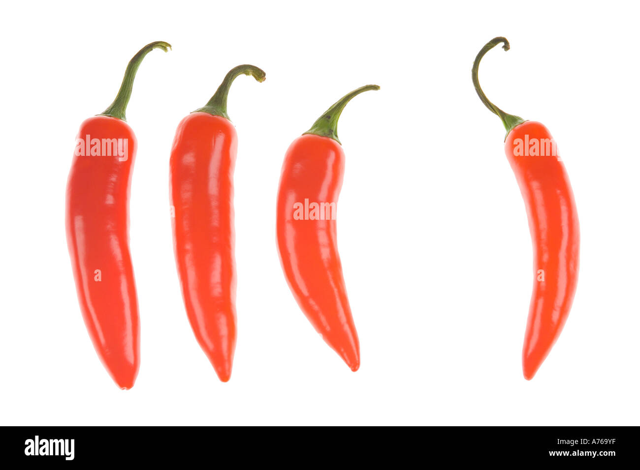 Vier helle rote Chilis in einer Reihe auf einer rein weißen Hintergrund. Stockfoto