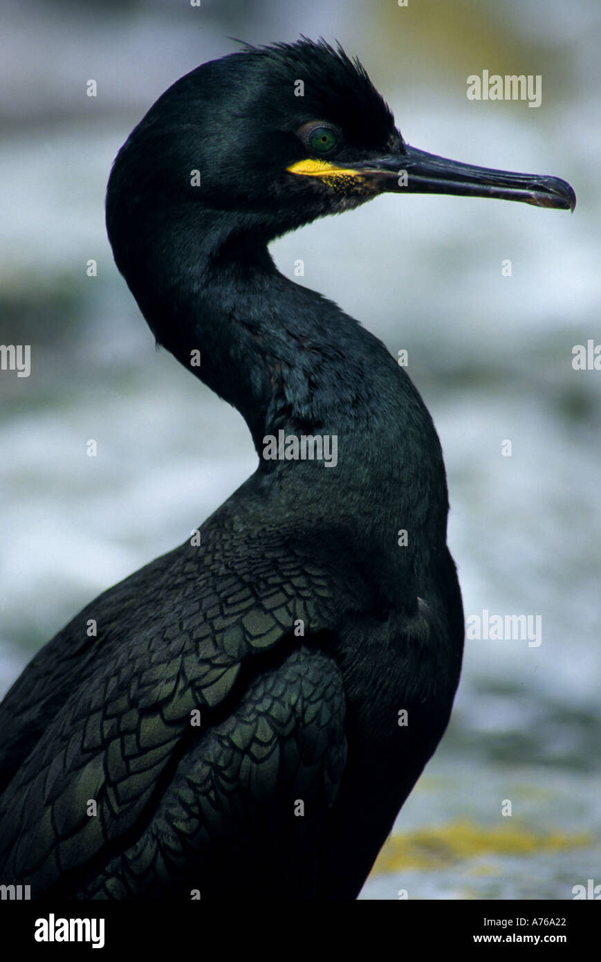Shag Phalacrocorax aristotelis Stockfoto