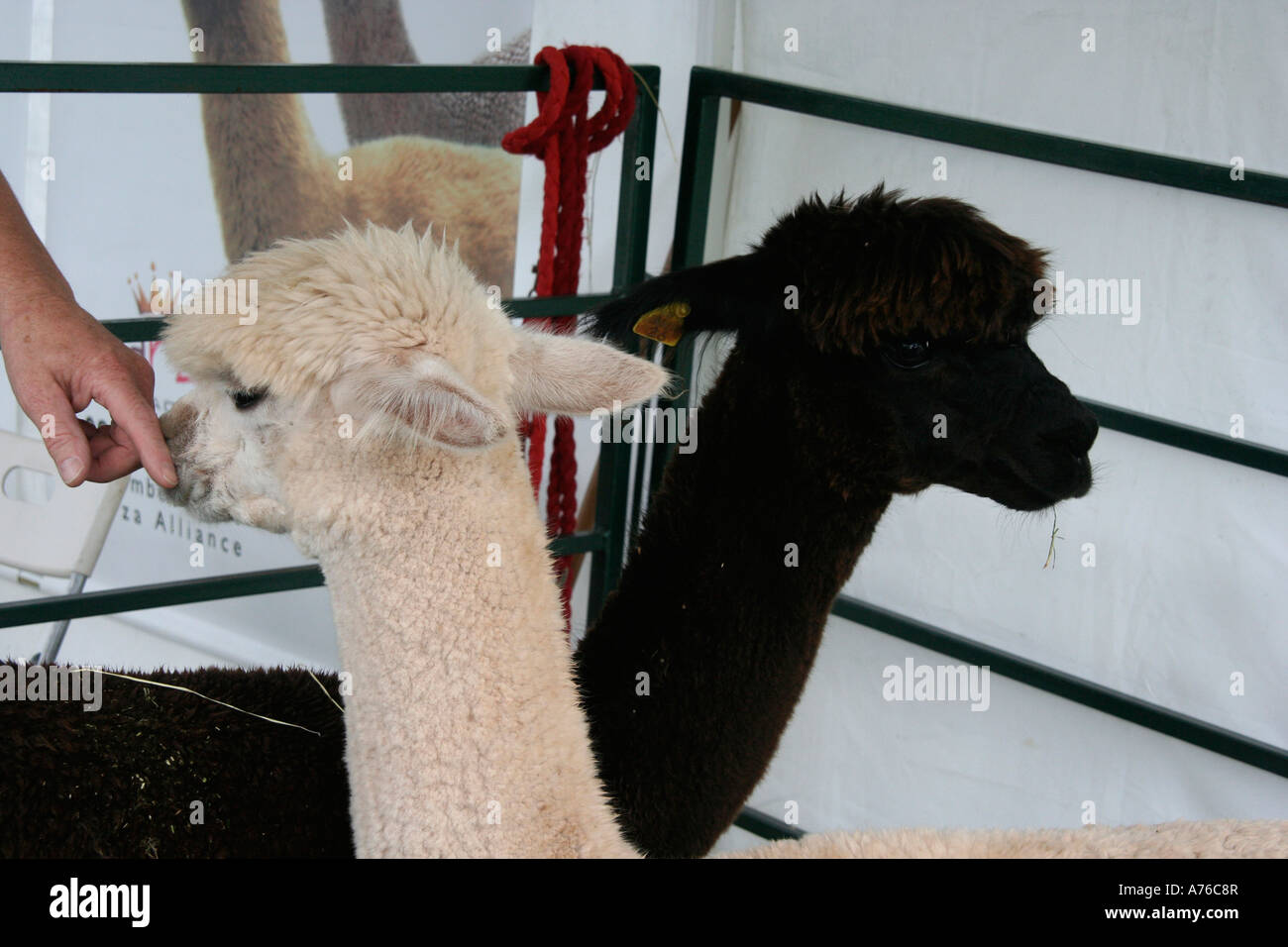 Lamas auf der Rhs Herbst Blume gezeigt werden zeigen Malvern Worcestershire 2006 Stockfoto