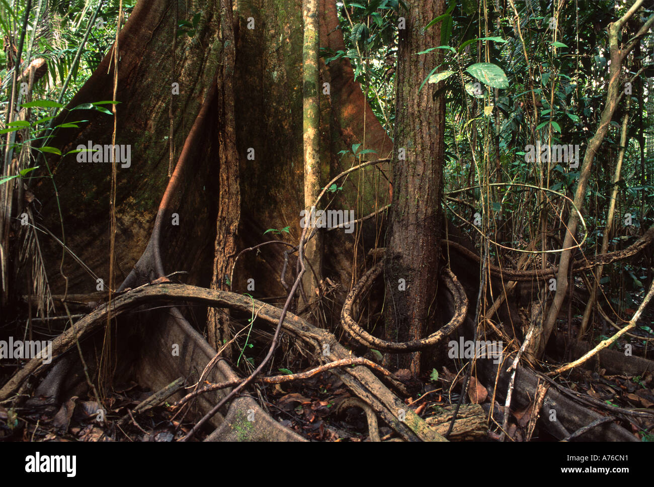 Regenwald Understory Baum, umgeben von Lliana, Amazonas-Becken Stockfoto